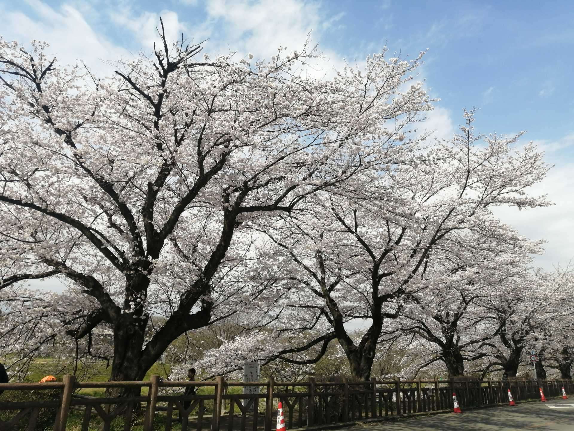 柳瀬川沿岸　桜の開花情報
